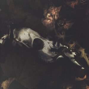 Pray For Teeth: From The Dry Edge Of The Shore