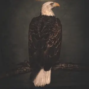 Clutch (3): Book Of Bad Decisions