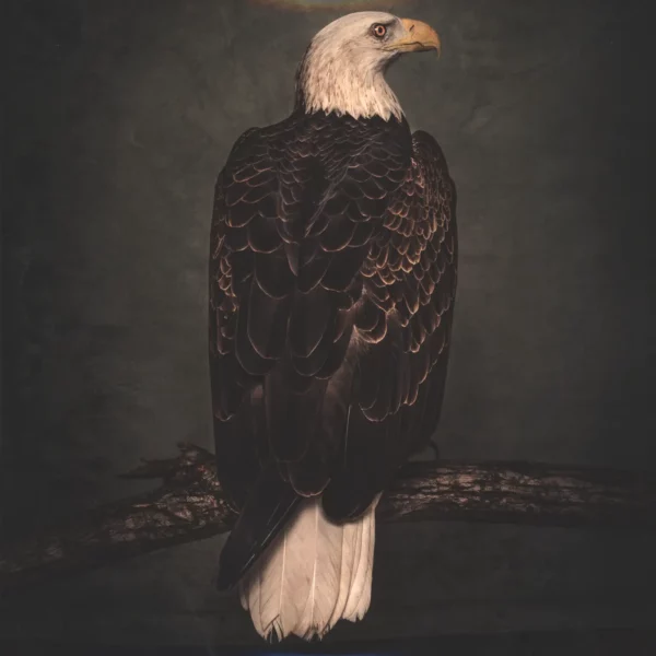 Clutch: Book Of Bad Decisions