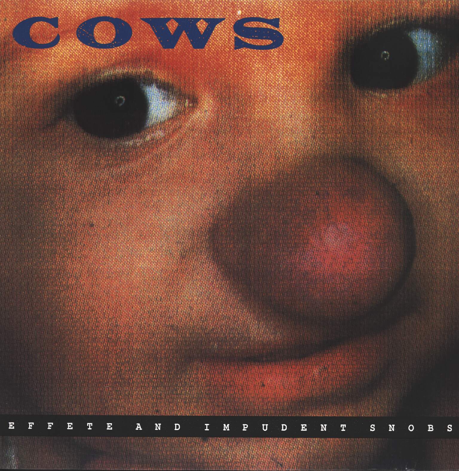 Cows: Effete And Impudent Snobs