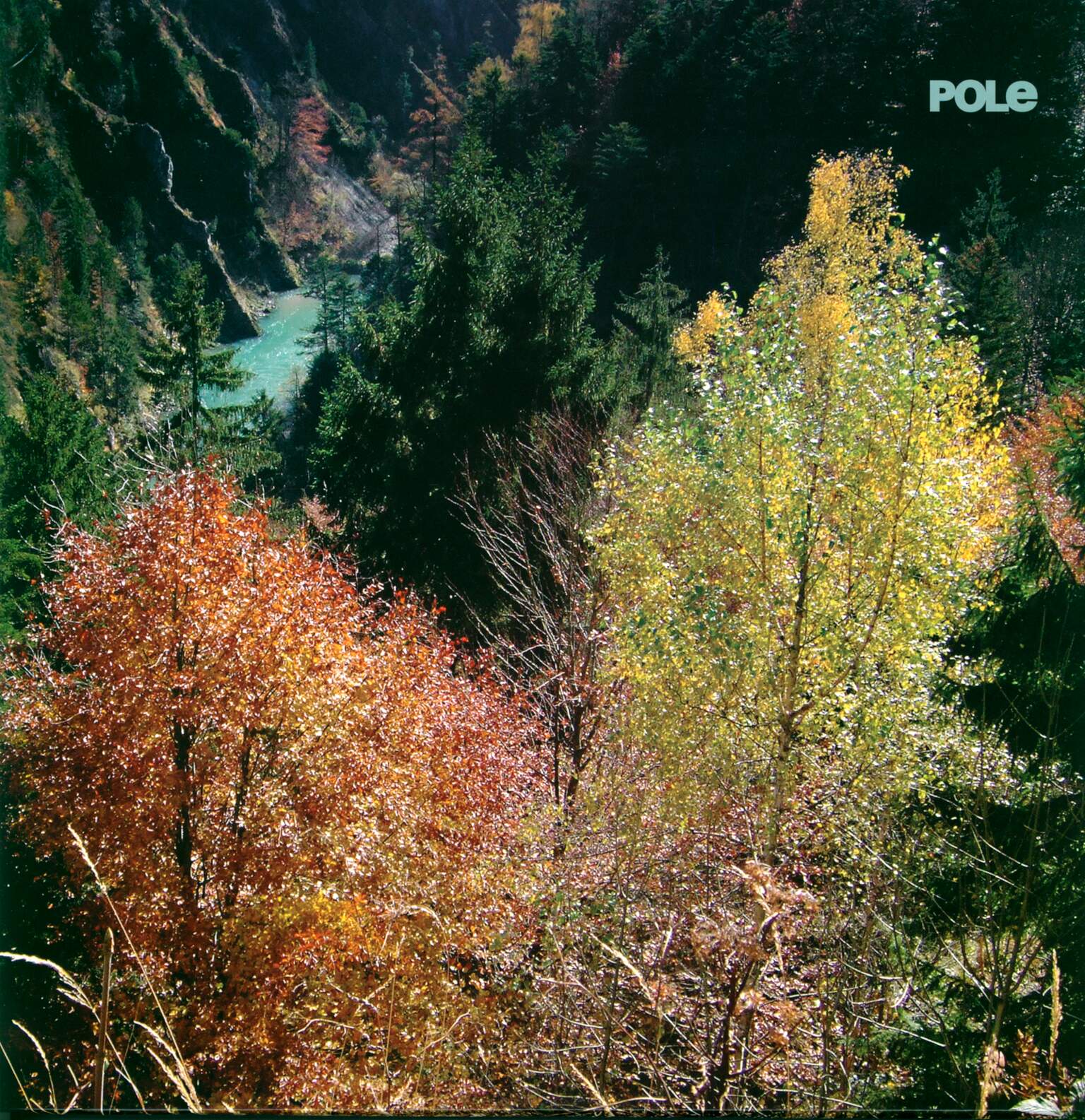 Pole: Wald