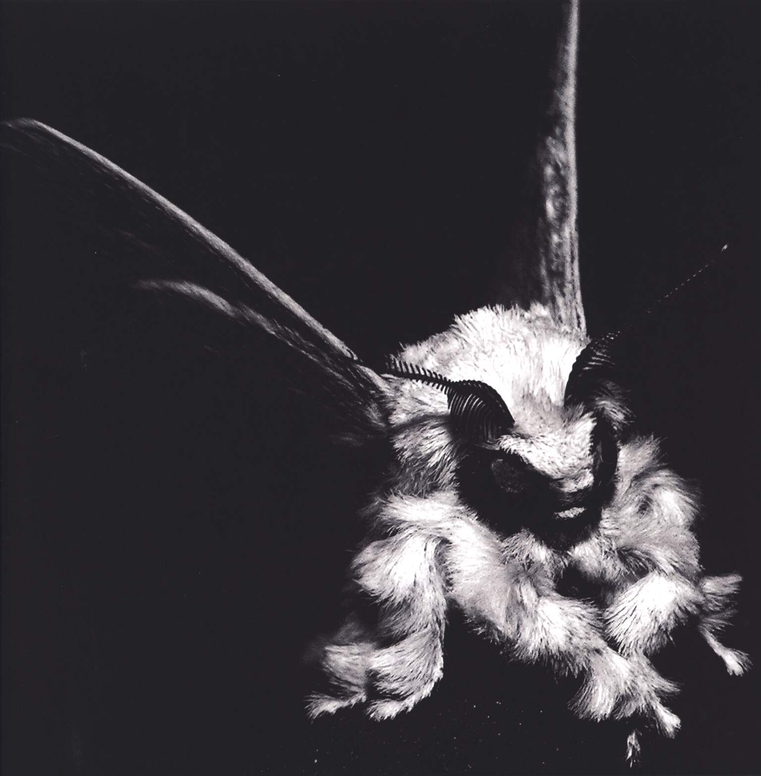 The Moth: They Fall