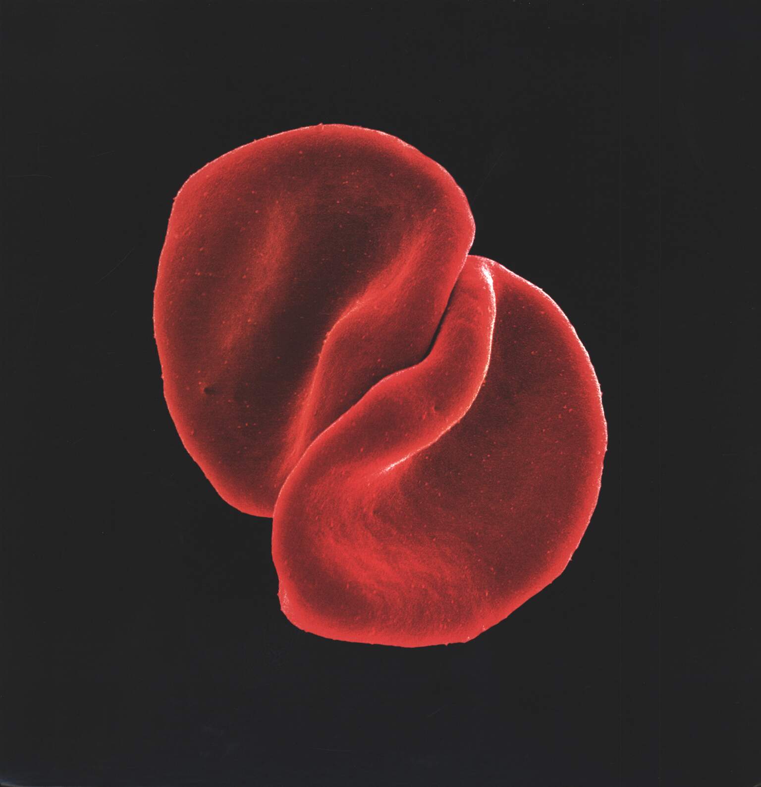 Peter Gabriel: Scratch My Back
