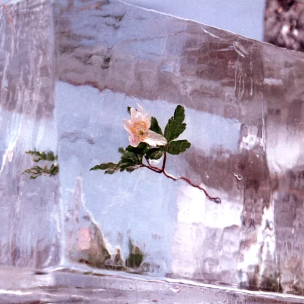 Efterklang: Windflowers